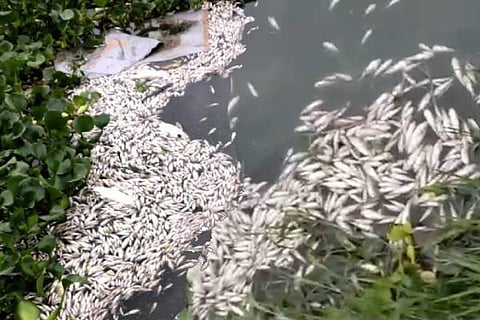 fish death