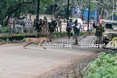 belagavi cheetha