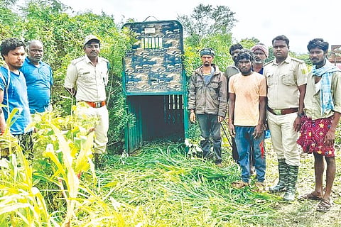 Nyamati, Cheetah, Sere, Bonu,