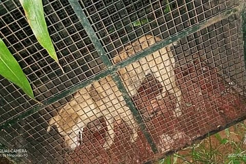 Phalavanahalli, farmer woman killed, bone to captivity,
