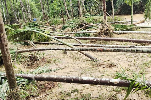 Rain damage