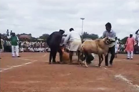 Ram