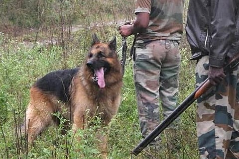 Rana