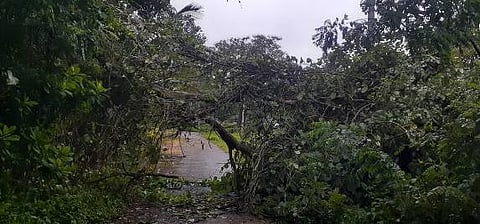 SOR RAIN WEB