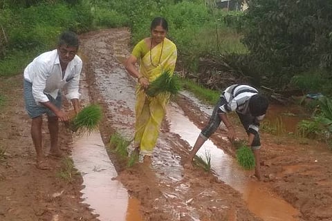 Sasvehalli, Kulagatte, Paddy plant,