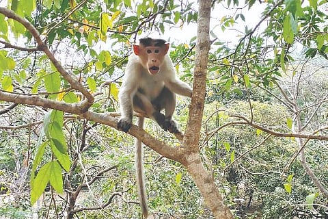 Sasvehalli, Monkey Attack, State Highway,