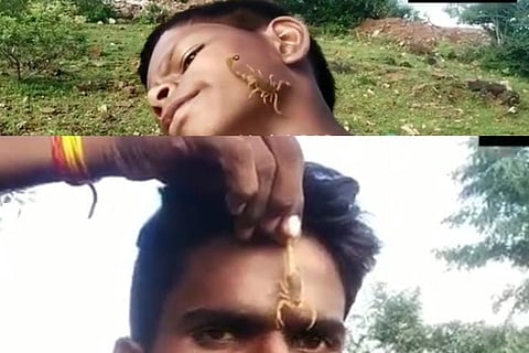 Scorpion