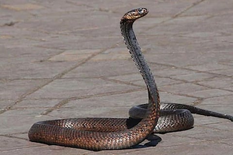 Snake