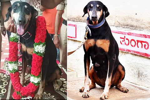 Thunga Dog