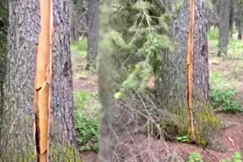 Tree Breathing