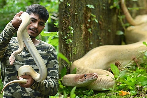 White Python