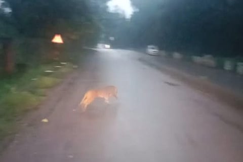 cheeta