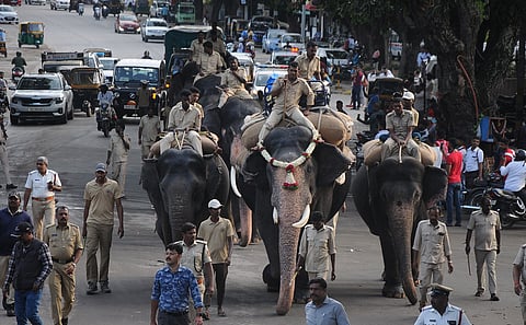 dasara elephant rehearsal