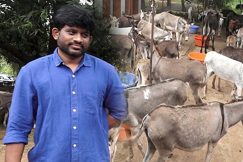 donkey