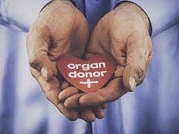 organ