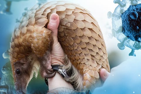 pangolin