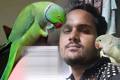 parrot