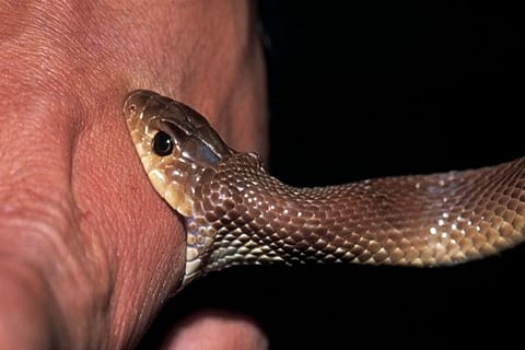snake