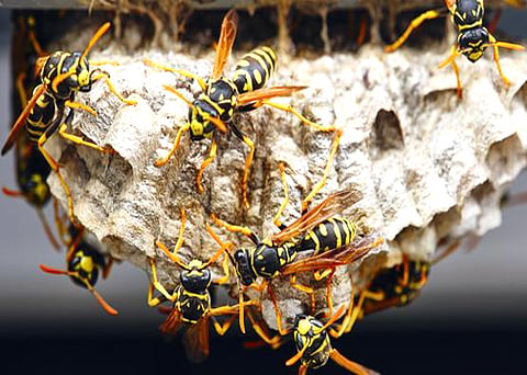 wasp