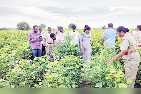 09092022 Manvi ganja crop
