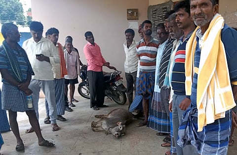 ಚಿಕಿತ್ಸೆ ಸಿಗದೆ ಜಾನುವಾರುಗಳು ಸಾವು: ಗ್ರಾಮಸ್ಥರ ಪ್ರತಿಭಟನೆ