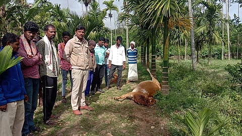 ಚಿರತೆ ದಾಳಿ ; ಹಸು ಬಲಿ
