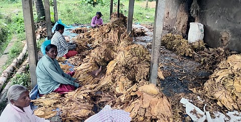 ತಂಬಾಕು ಗ್ರೇಡಿಂಗ್ ಚುರುಕು