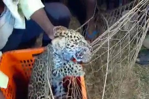 25092022 manvi baby leopad captured