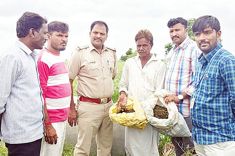 Budinahal Ganja Arrest