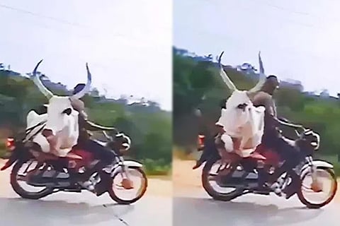 Bull on Bike