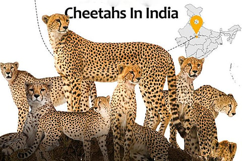 Cheetha