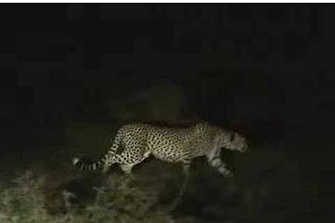 Davanagere, Kandanakovi-Rudranakatta, Cheetah,