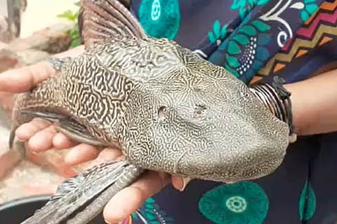 Devil Fish