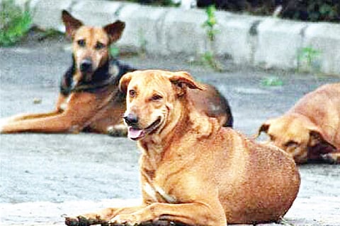Dog