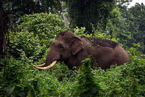 Elephant