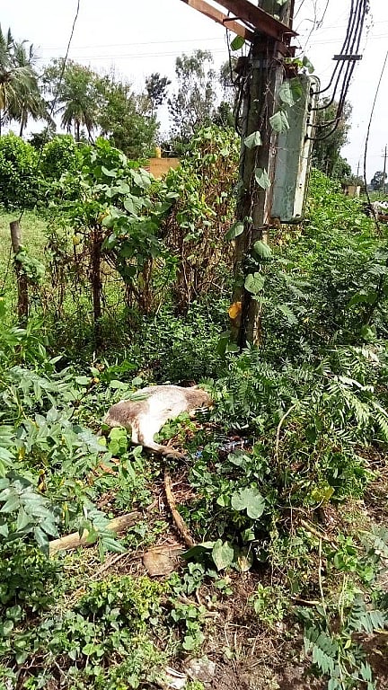HUN-SEP-5-5(COW DEATH AT DODDAHEJJURU)