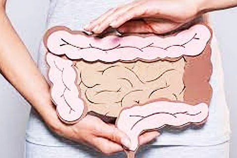 Intestine