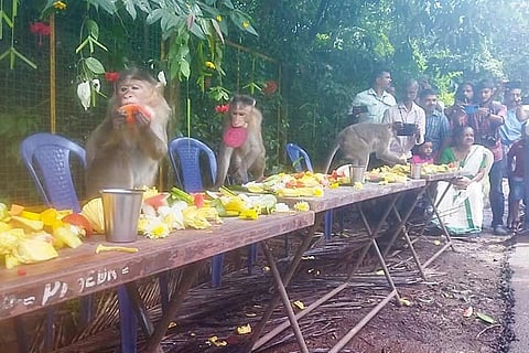 Kasaragod monkey for web new