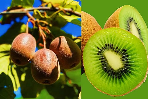 Kiwi