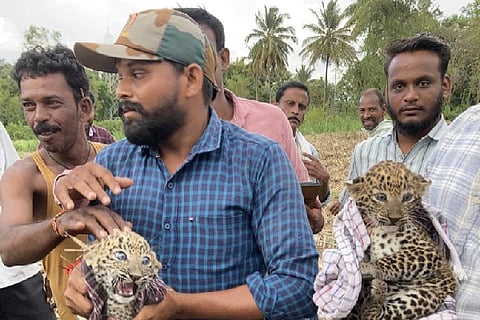 Leopard cub captured
