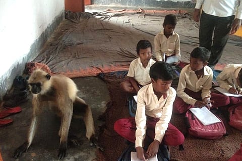 Monkey