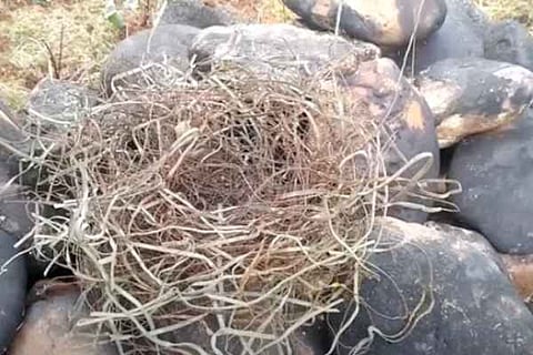 crow built a nest with iron wires