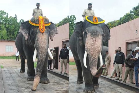 dasara aane