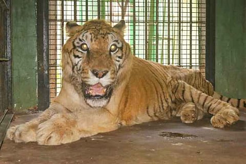 tiger hanuma