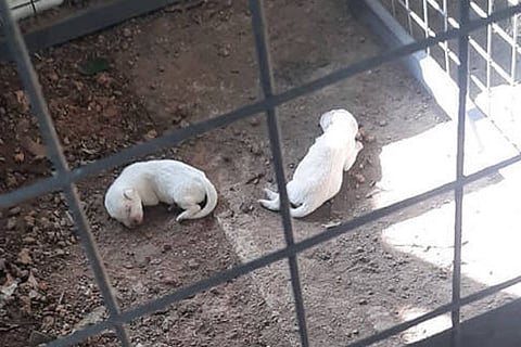 Puppies