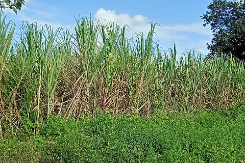 Sugar