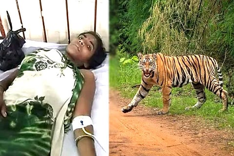 Tiger Attack on Woman