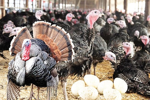 Turkey Poultry Farming