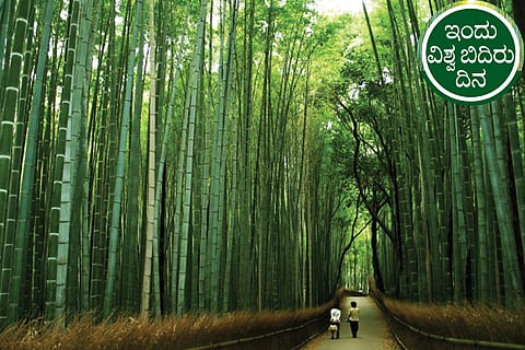bamboo