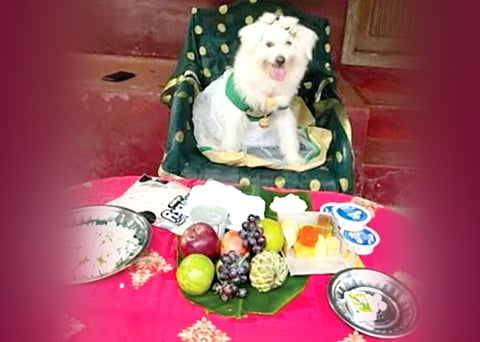 dog